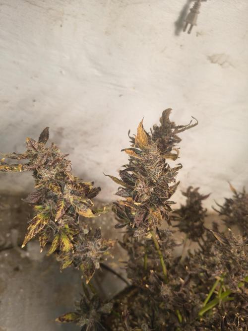 Gmo auto. Week 12