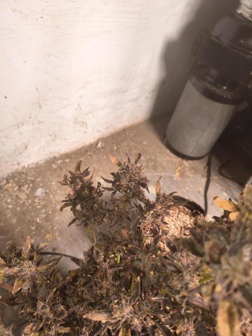 Gmo auto. Week 12
