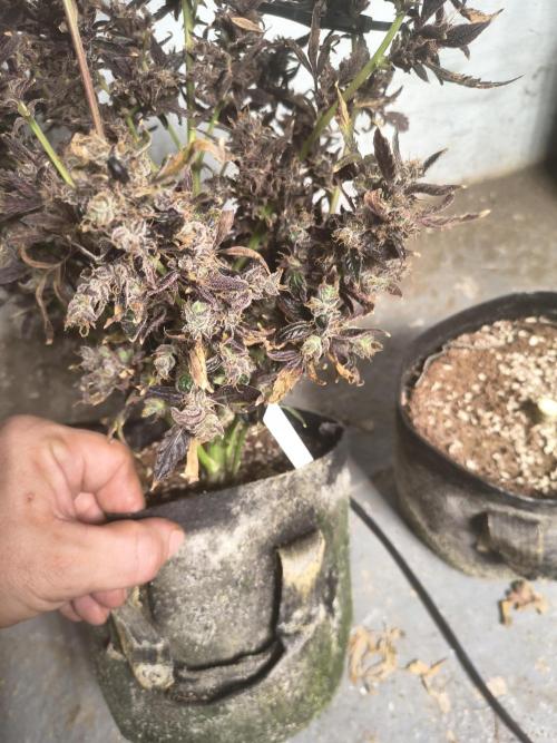 Gmo auto. Week 12