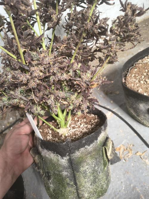 Gmo auto. Week 12