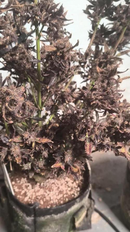Gmo auto
