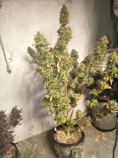 Northern Lights Auto. Week 12