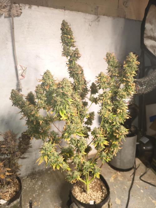 Northern Lights Auto. Week 12