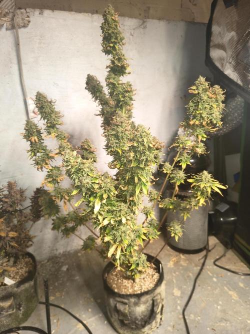 Northern Lights Auto. Week 12