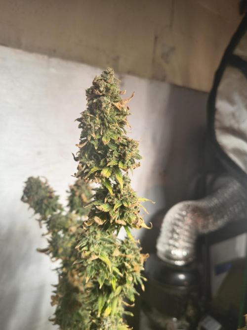 Northern Lights Auto. Week 12