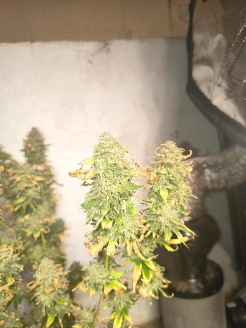 Northern Lights Auto. Week 12