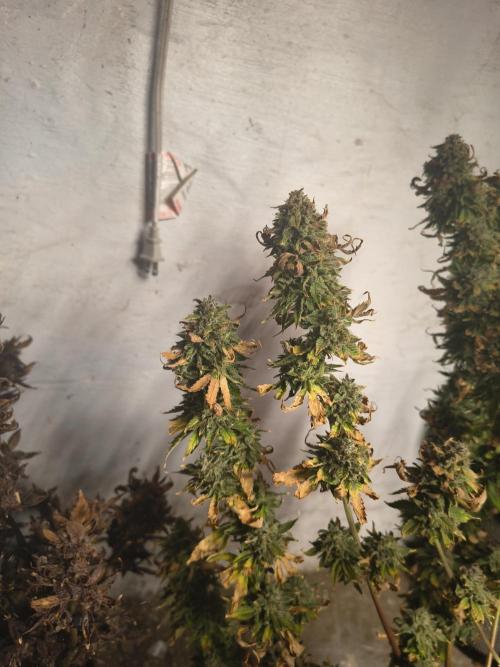 Northern Lights Auto. Week 12