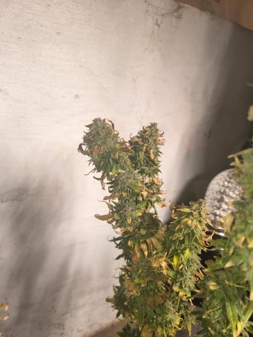 Northern Lights Auto. Week 12