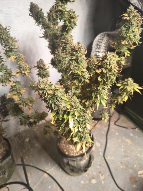 Northern Lights Auto. Week 12