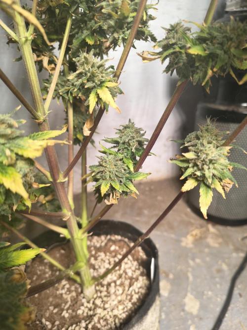 Northern Lights Auto. Week 12