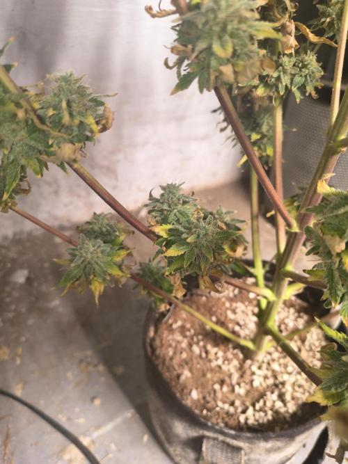 Northern Lights Auto. Week 12