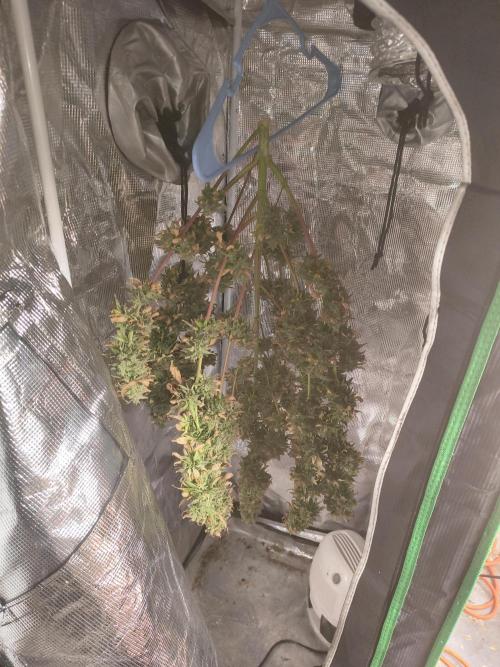 Northern Lights Auto. Week 12