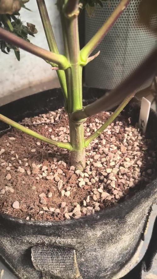 Northern Lights Auto