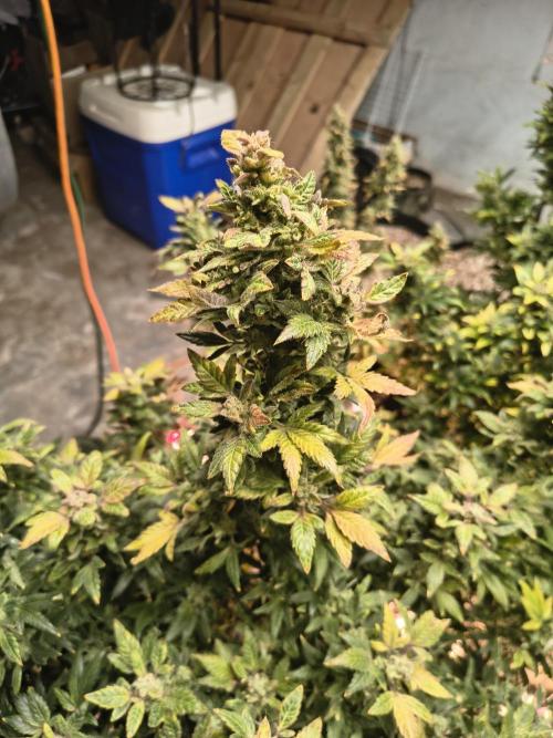 Whiskey Zulu auto. Week 13