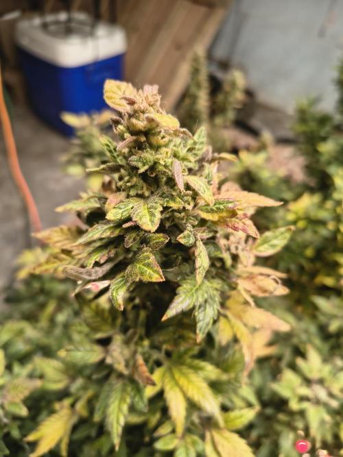 Whiskey Zulu auto. Week 13