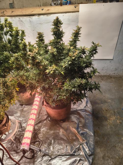 Whiskey Zulu auto. Week 13