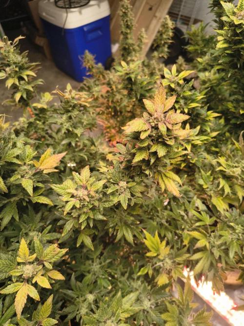 Whiskey Zulu auto. Week 13