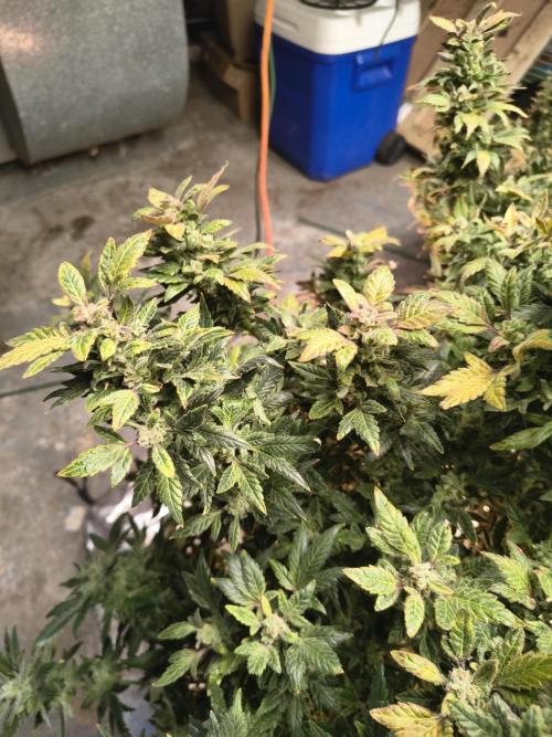 Whiskey Zulu auto. Week 13
