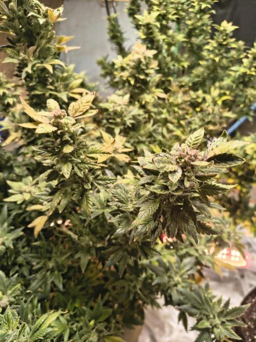 Whiskey Zulu auto. Week 13