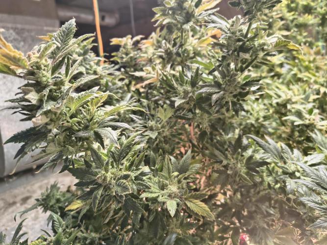 Whiskey Zulu auto. Week 13