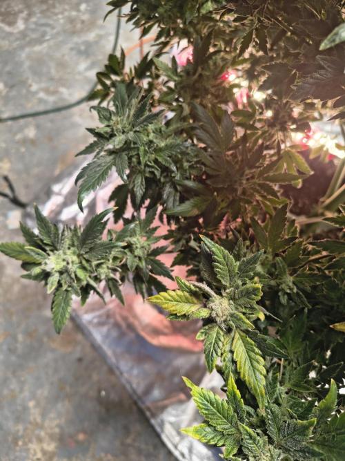 Whiskey Zulu auto. Week 13