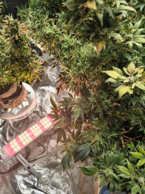 Whiskey Zulu auto. Week 13