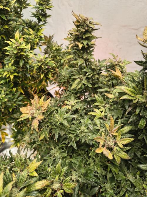 Whiskey Zulu auto. Week 13