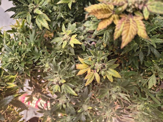 Whiskey Zulu auto. Week 13