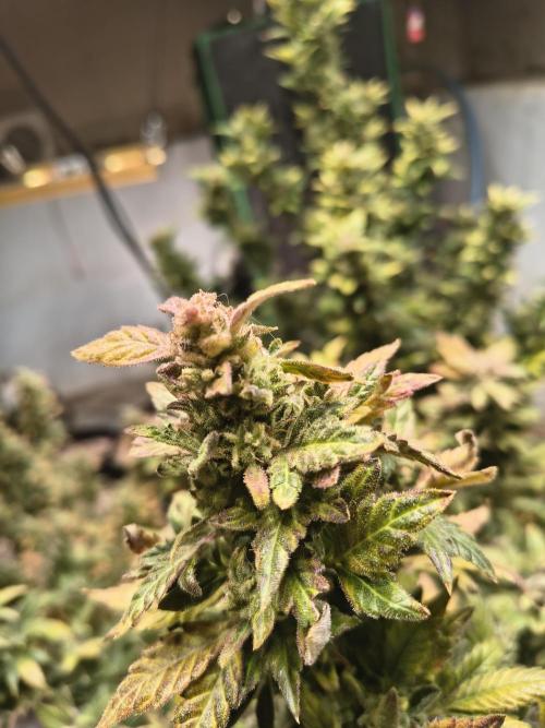 Whiskey Zulu auto. Week 13