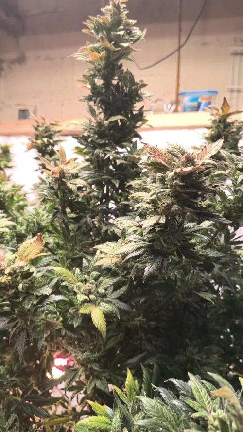 Whiskey Zulu auto