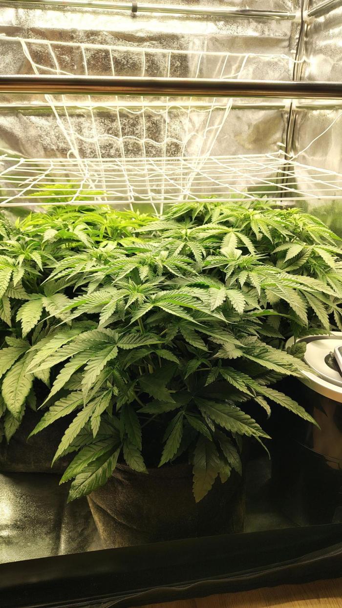 Tarte Tatin Grow. Week 5