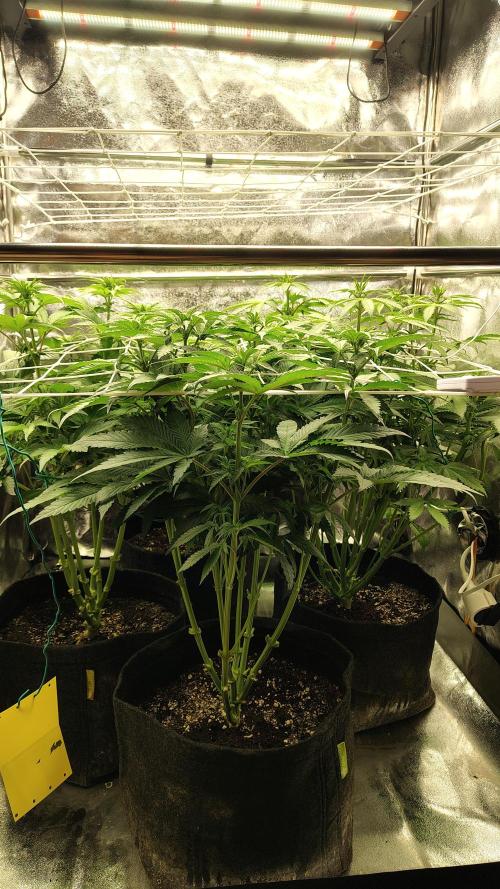 Tarte Tatin Grow. Week 6