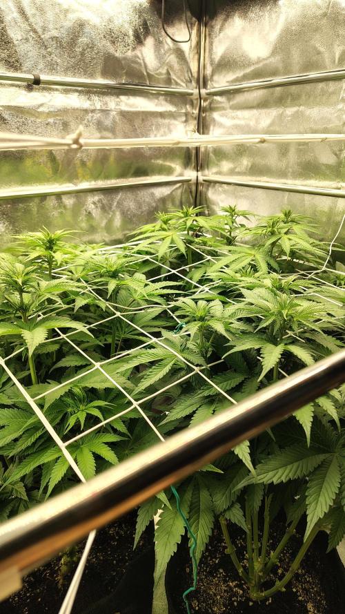 Tarte Tatin Grow. Week 6