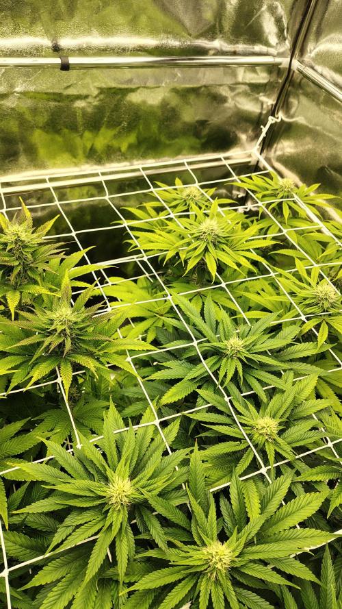 Tarte Tatin Grow. Week 8