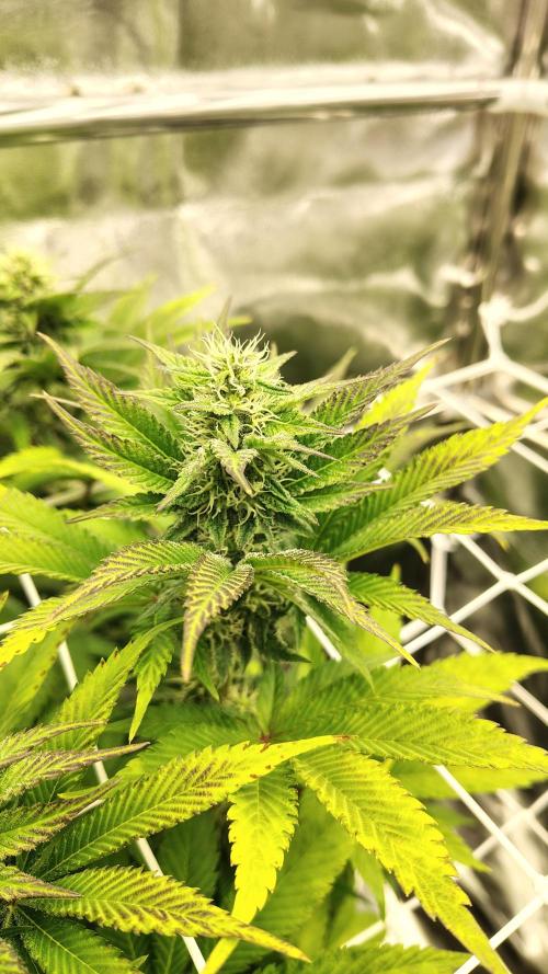 Tarte Tatin Grow. Week 8