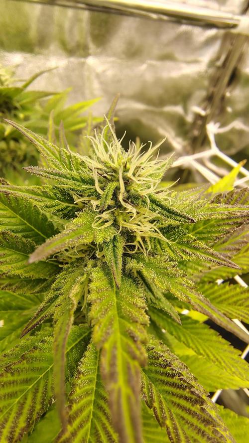 Tarte Tatin Grow. Week 8