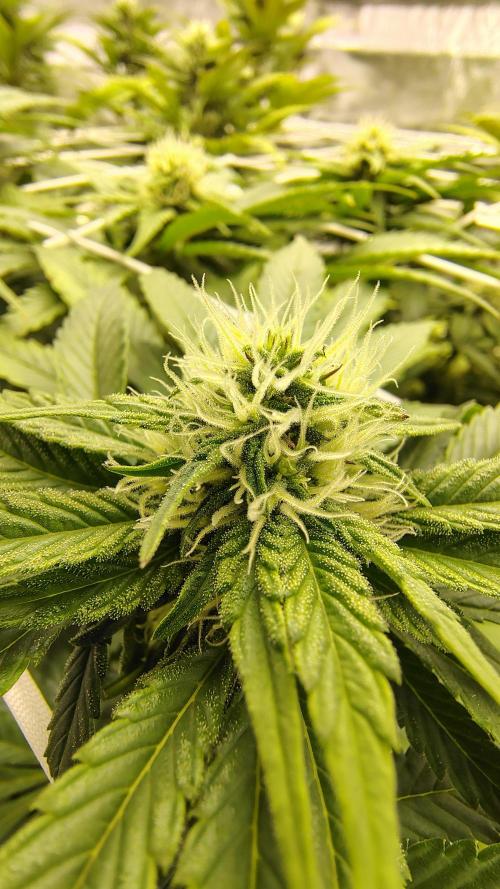 Tarte Tatin Grow. Week 8