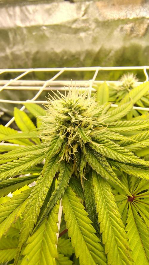 Tarte Tatin Grow. Week 8