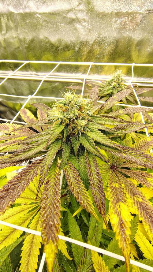 Tarte Tatin Grow. Week 9