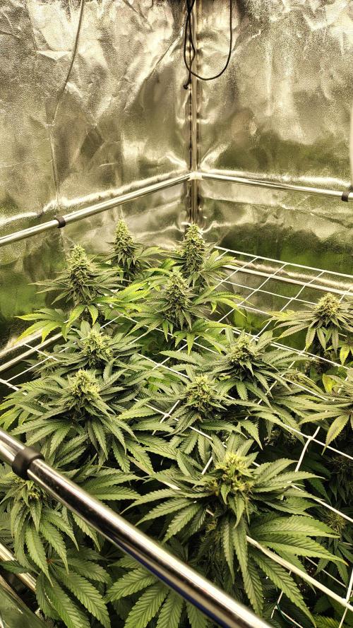 Tarte Tatin Grow. Week 10