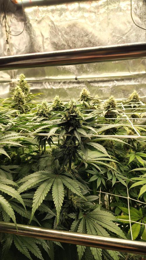 Tarte Tatin Grow. Week 10