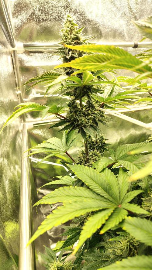 Tarte Tatin Grow. Week 10