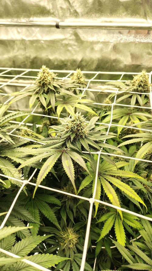 Tarte Tatin Grow. Week 10