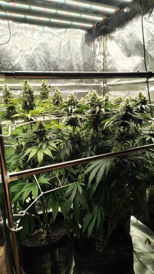 Tarte Tatin Grow. Week 11