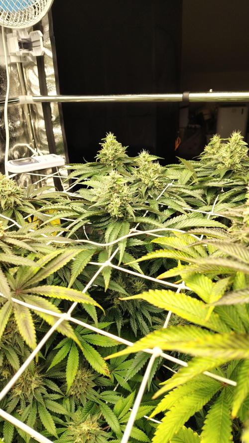 Tarte Tatin Grow. Week 11