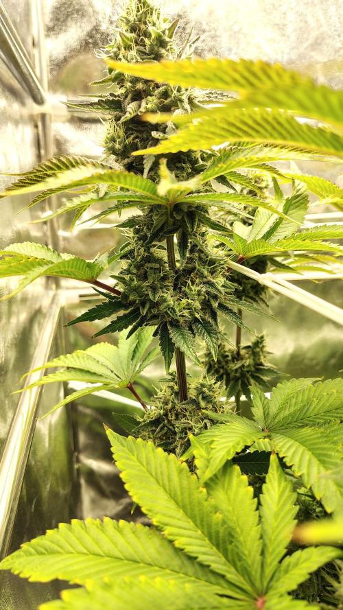 Tarte Tatin Grow. Week 11