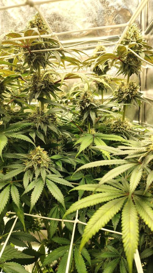 Tarte Tatin Grow. Week 11