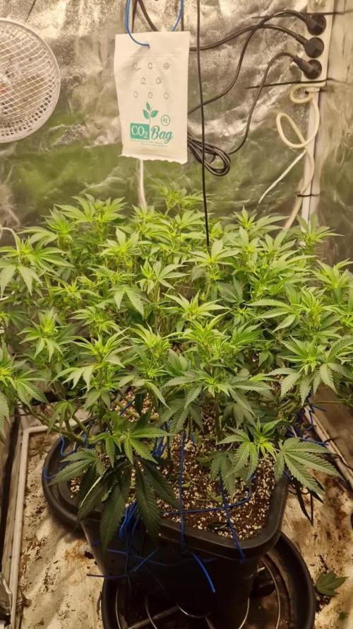 Triple cheese 1 plant (Barney's farm)