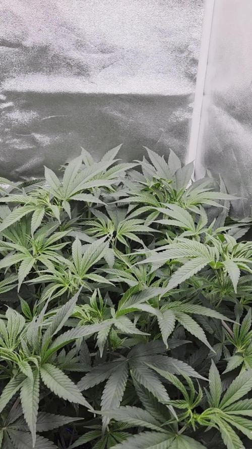 Lemon orange VS Purple Lemonade