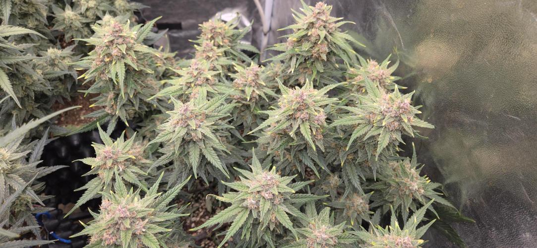 GreenBuds FastHouse. Week 10